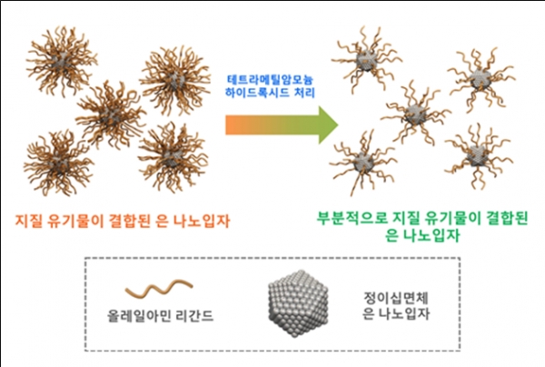 소수성 지질 유기물이 표면에 결합된 정이십면체 구조의 은 촉매 모식도. (사진=KIST)