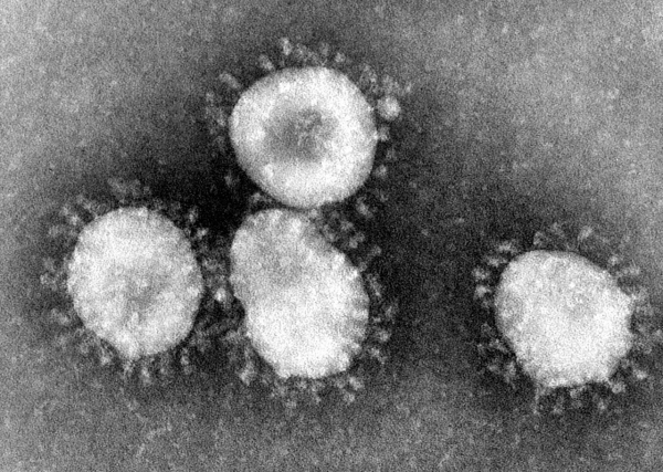 신종 코로나바이러스(출처:위키피디아)