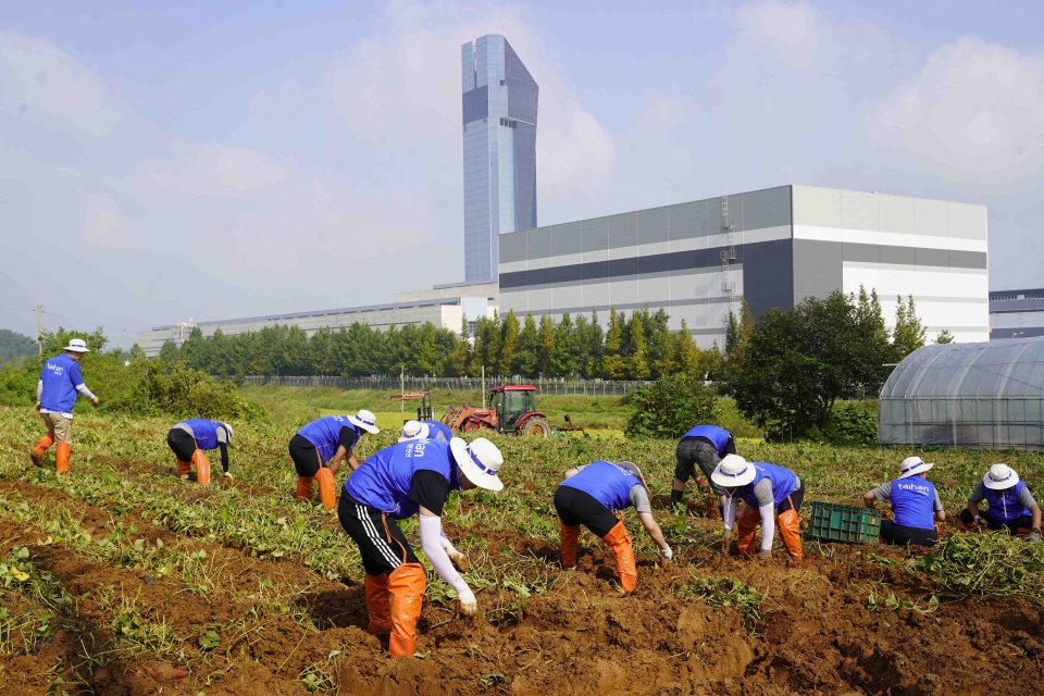 대한전선 임직원이 고구마 농가의 일손을 돕고 있다.(제공/대한전선)