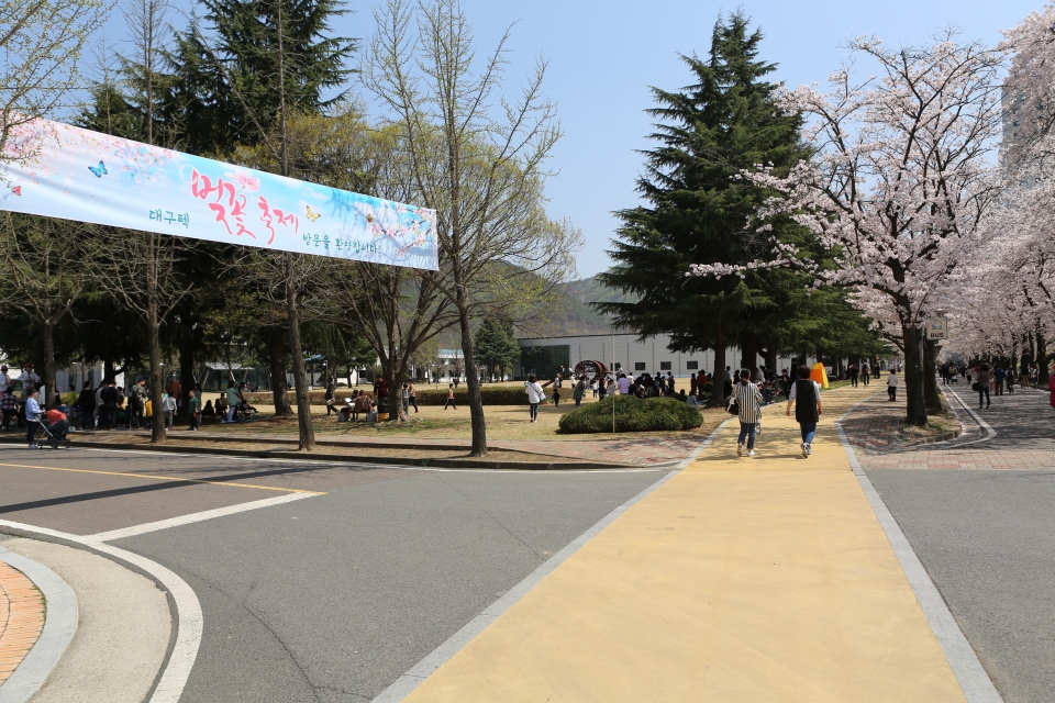 대구텍 벚꽃축제