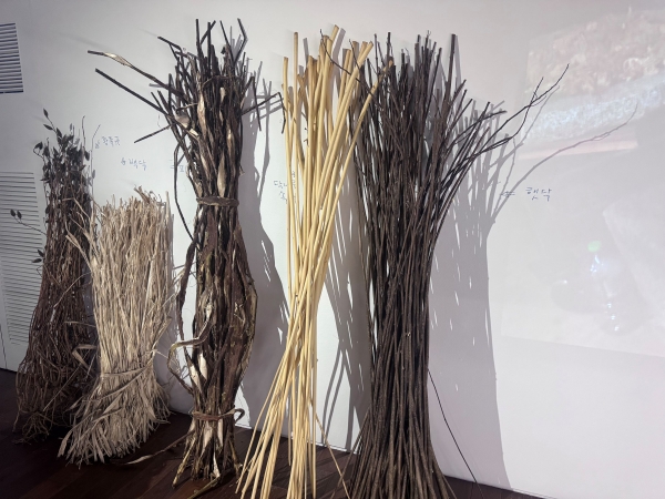 한지의 원료인 닥나무. /철강금속신문